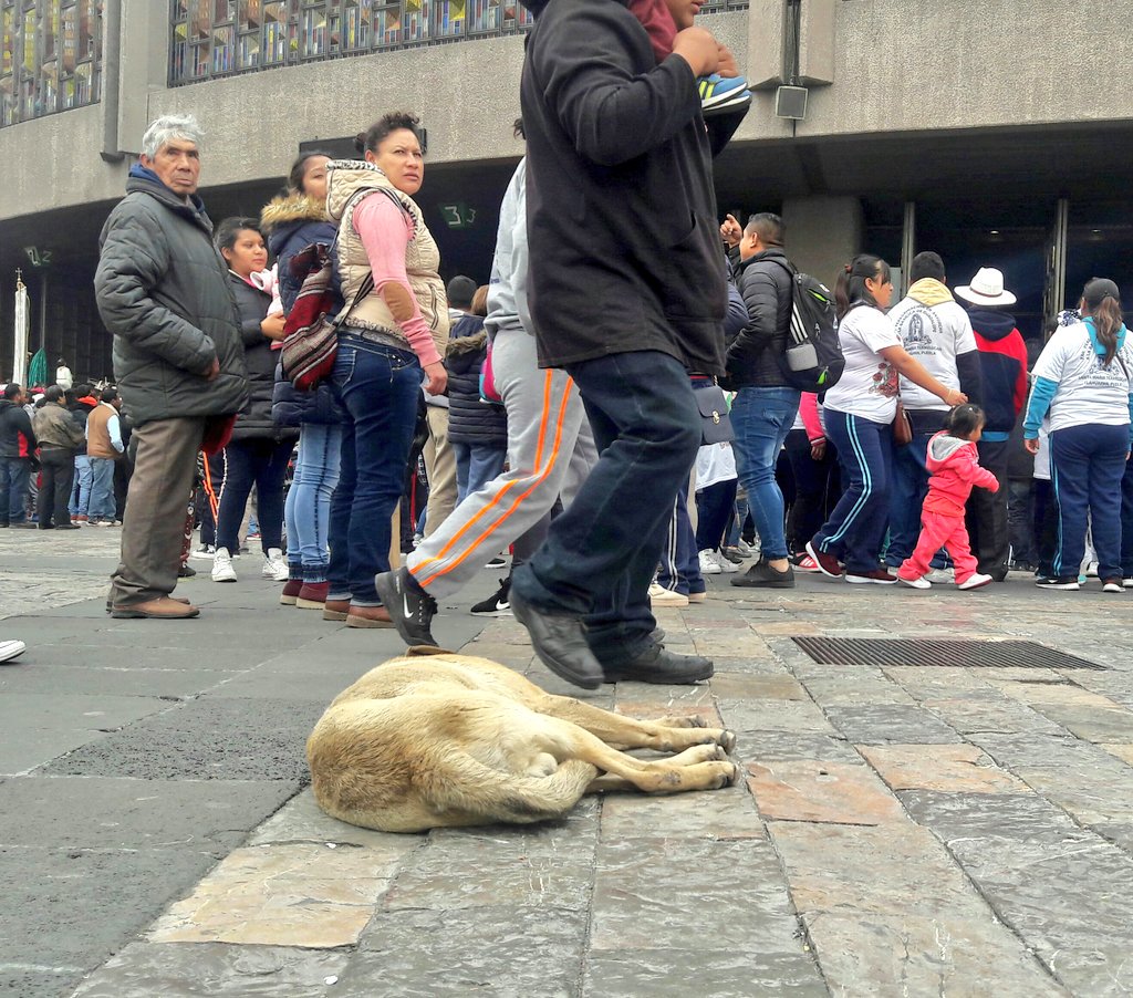 Perros abandonados en la básilica de guadalupe