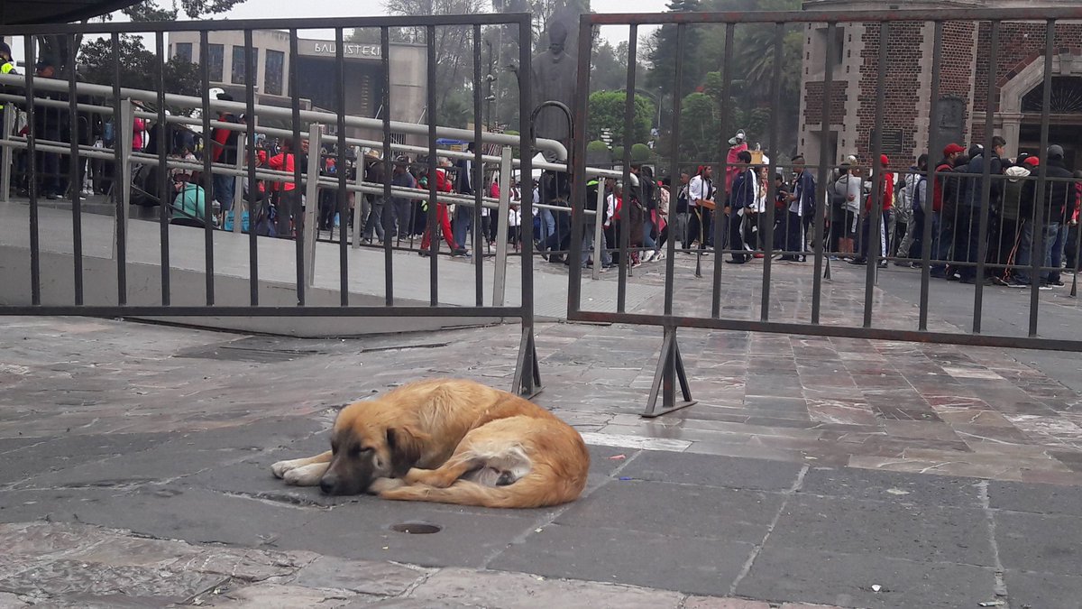 Perros abandonados en la básilica de guadalupe