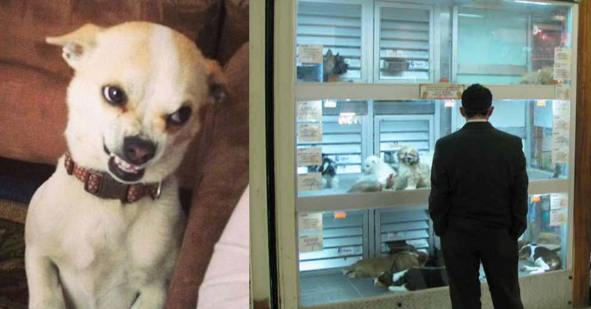 Reino Unido prohibirá venta de perros y gatos en tiendas