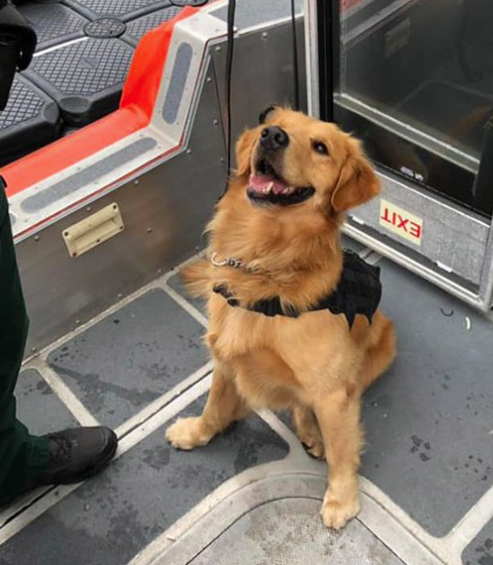 Perro con sobredosis después de inhalar drogas de concierto