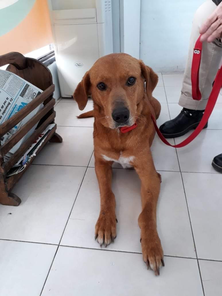 Regresan a perrito adoptado por robar comida de la mesa