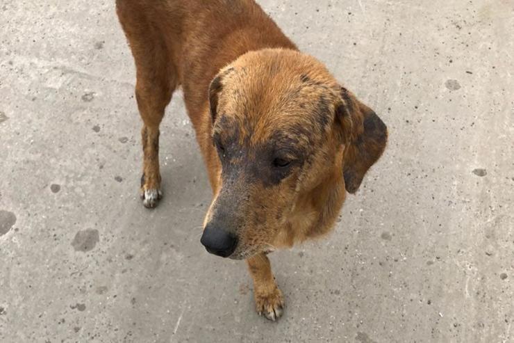 Adoptan a perrito y lo regresan a la semana por robar comida de la mesa