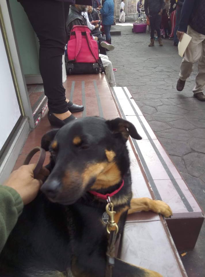 La historia detrás de Borras el perrito de Roma