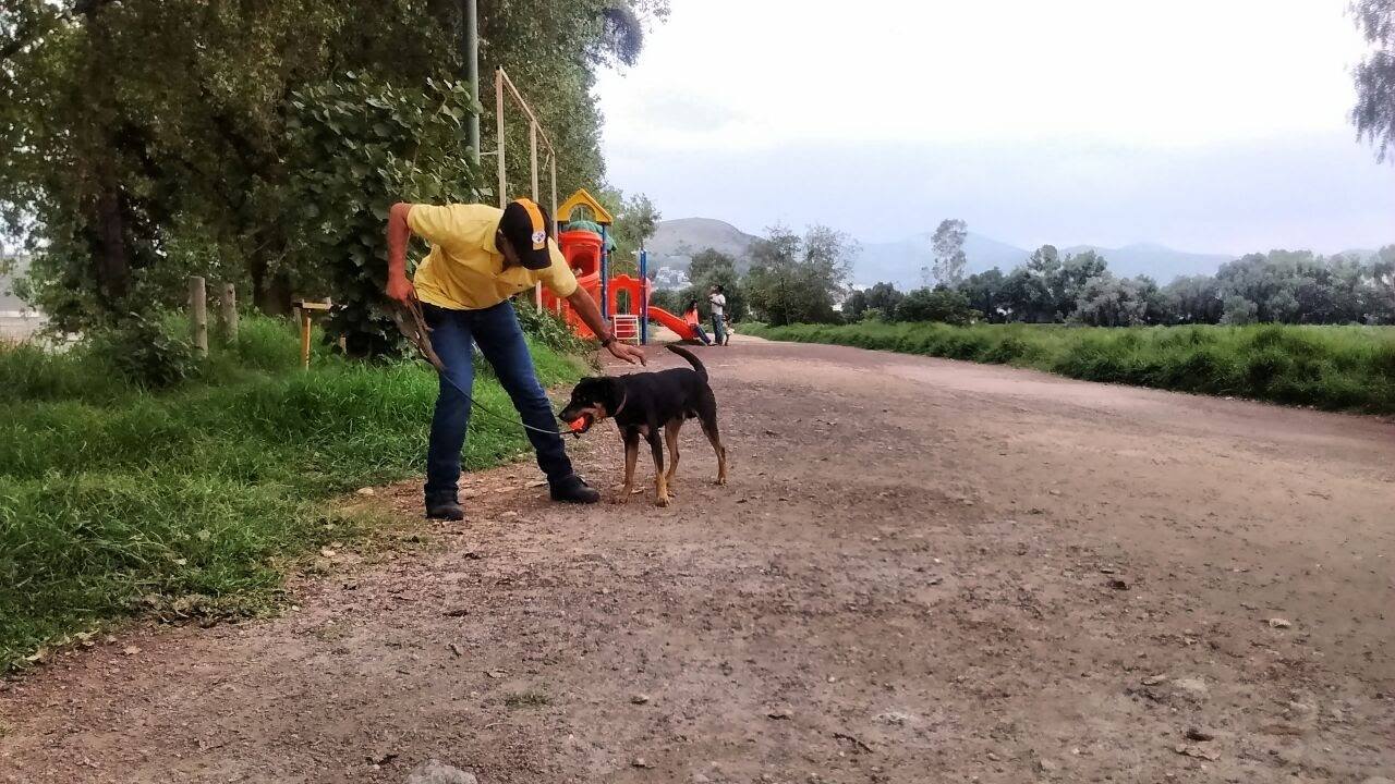 La historia detrás de Borras el perrito de Roma
