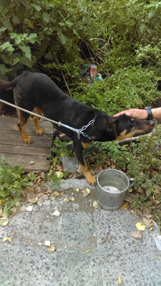 La historia detrás de Borras el perrito de Roma