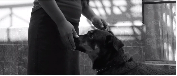 Esta es la historia detrás de El Borras el perrito en Roma