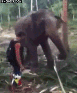 Elefante mata a hombre que intentó hipnotizarlo