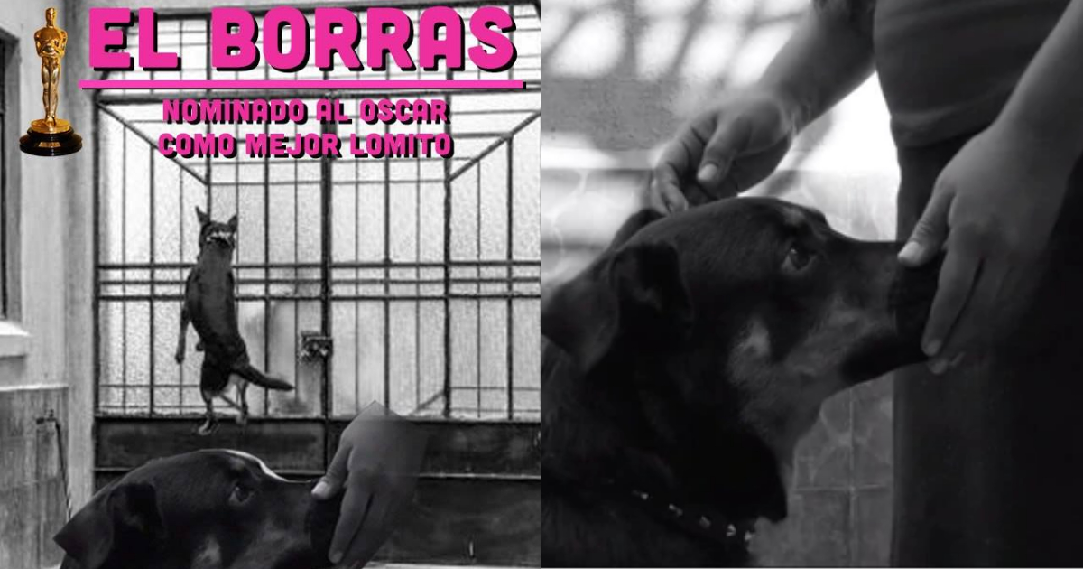 Exigen NominaciÃ³n Para El Borras Perrito De Roma, Perro De Roma, El Borras, Nominaciones Oscar, El Borras, Roma