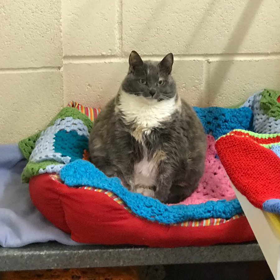 Abandonan a la gata más gorda de Reino Unido