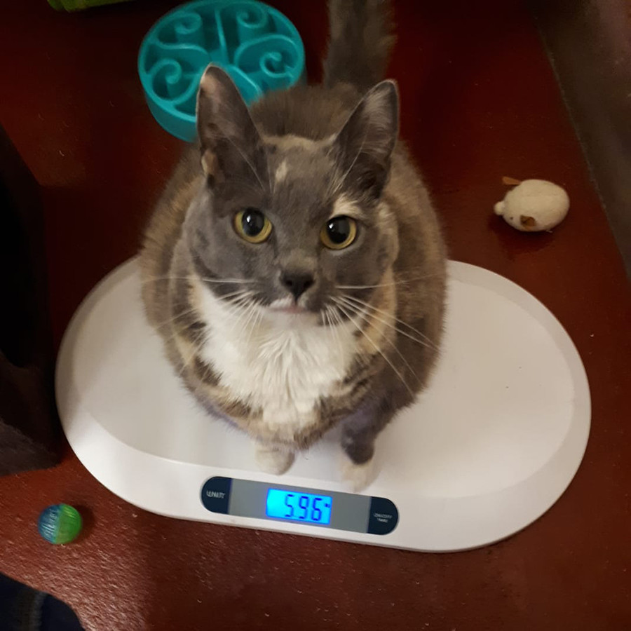 Abandonan a la gata más gorda de Inglaterra por cuarta vez