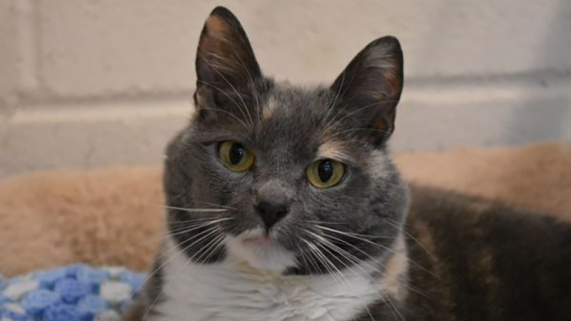 Abandonan a la gata más gorda de Reino Unido