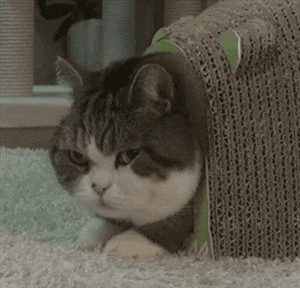 Abandonan a la gata más gorda del Reino Unido