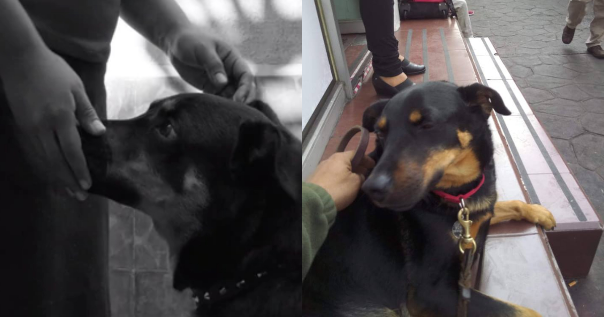 Historia De Borras El Perro De Roma, Borras Perro De Roma, Borras, Roma, Perro Roma PelÃ­cula, Borras