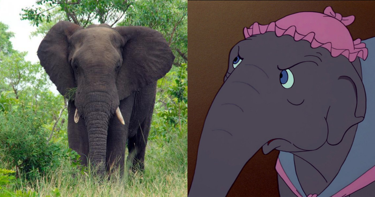 Elefante Mata Hombre Intentó Hipnotizarlo, Elefante Mata A Hombre, Elefante, Elefantes Salvajes, Hipnotizar Elefantes, Hipnotizar