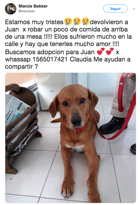 Regresan a perrito adoptado por robar comida de la mesa