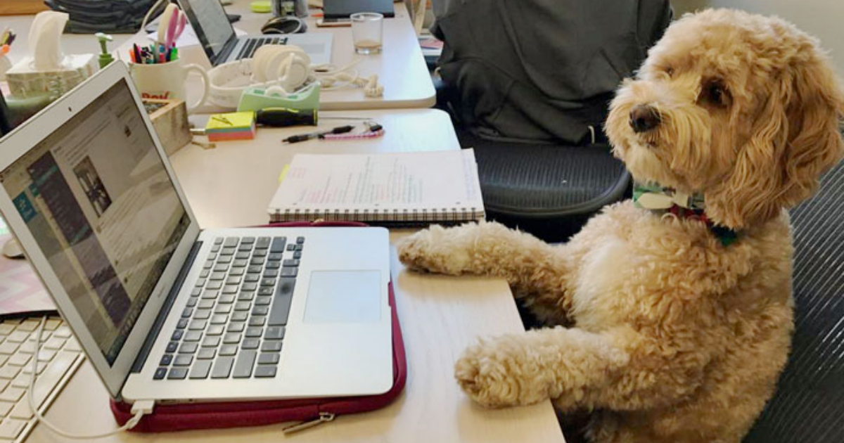 Llevar a tu perro a la oficina ayuda a reducir estrés