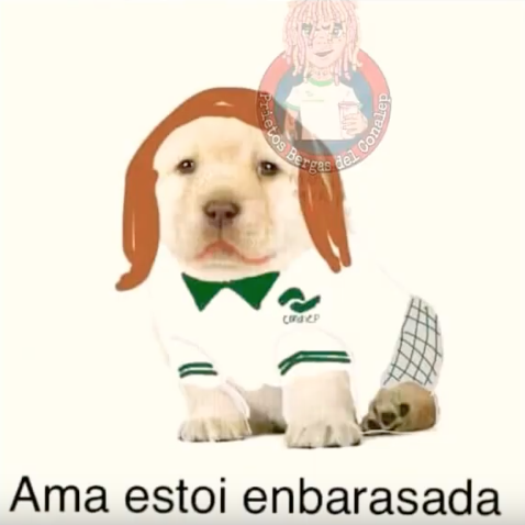 Memes del perrito triste