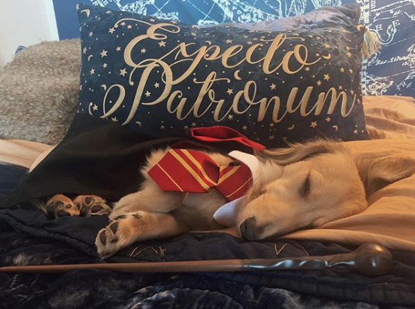 Perrito responde a los encantamientos de Harry Potter