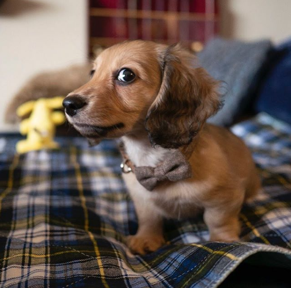 Perrito responde a los encantamientos de Harry Potter