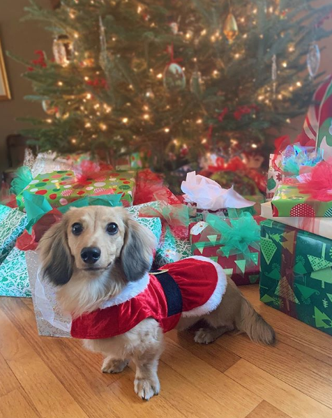 Perrito responde a los encantamientos de Harry Potter