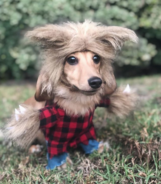 Perrito responde a los encantamientos de Harry Potter