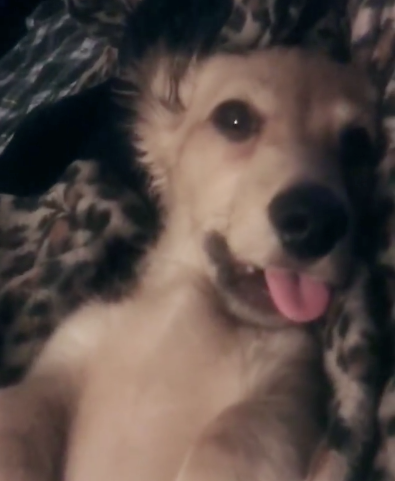 Perrito responde a los encantamientos de Harry Potter