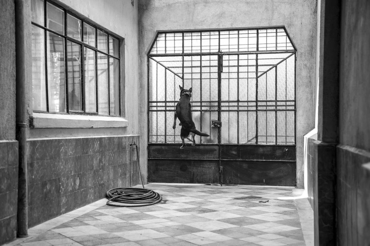 Piden Nominar al Borras, el perro de Roma en el Oscar
