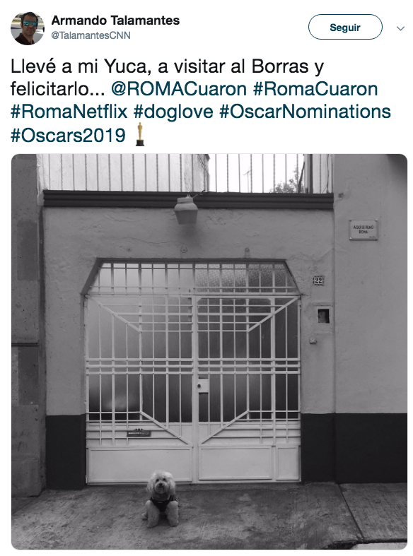 Piden nominación para Borras el perrito de Roma