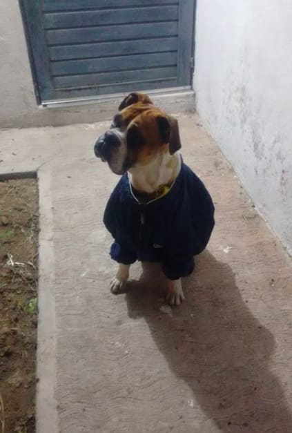 Perrito fue asesinado con cohetes y el pueblo exige justicia