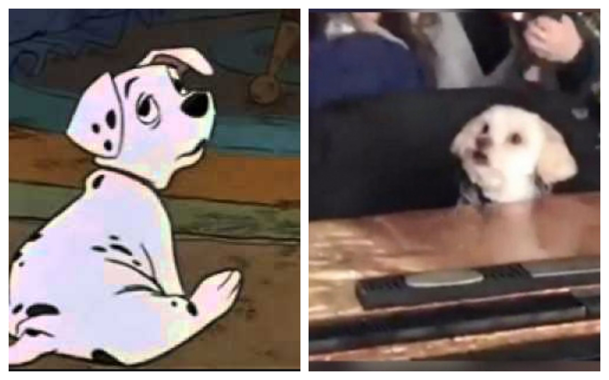 Perrito sorprende disfrutando de la película "101 Dálmatas