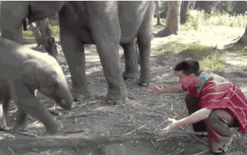 Intenta tomarse foto con elefante y la tira