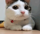 Gatos imitan a sus dueños