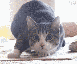 Gatos imitan comportamientos humanos