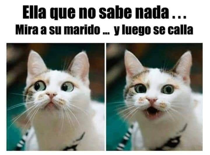 Historia detrás "Ramito de violetas" con memes 14 de febrero