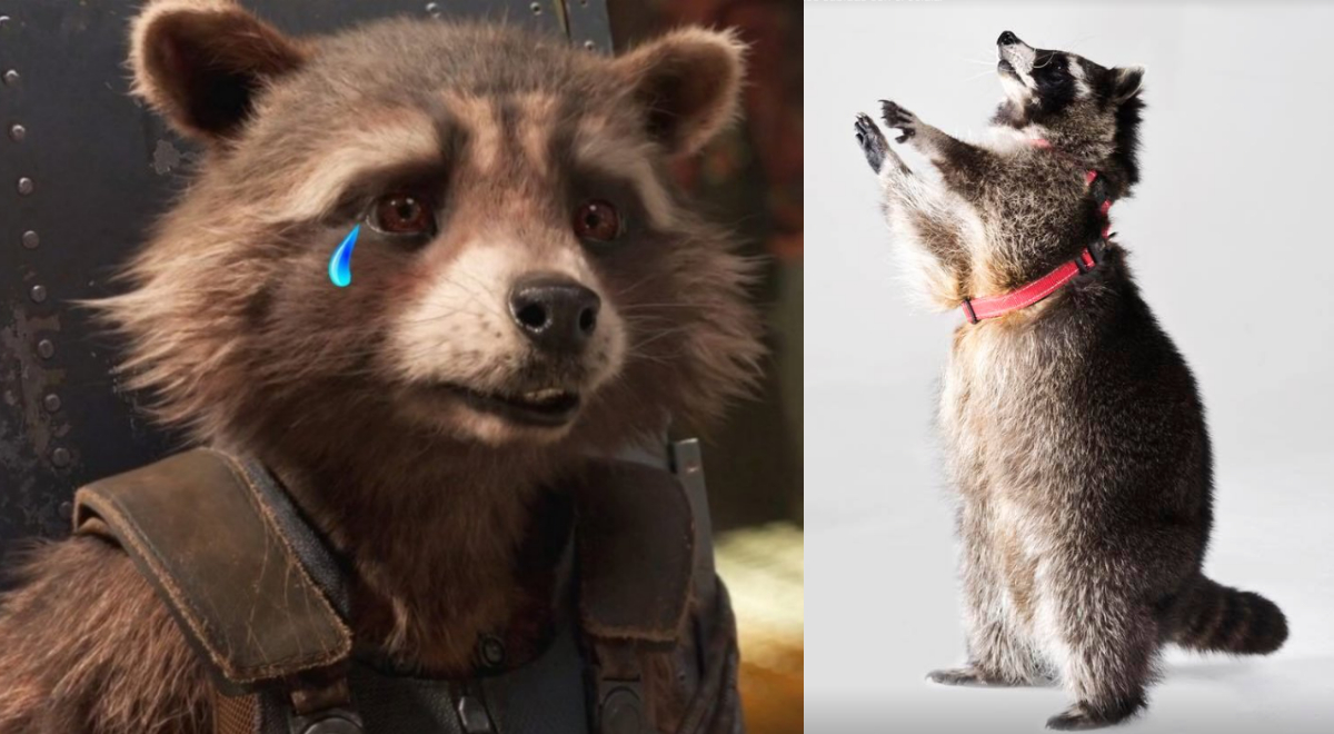 Muere mapache modelo de Rocket de Guardianes de la Galaxia