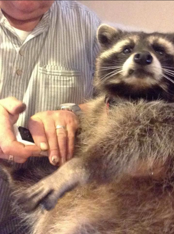 Muere mapache modelo de Rocket de Guardianes de la Galaxia Erizos