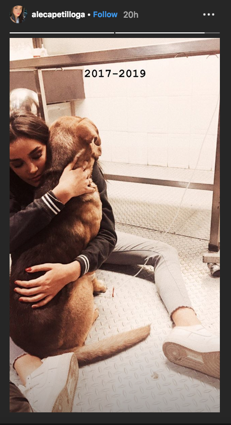 Hija de Eduardo Capetillo y Bibi Gaytán lamenta muerte de su perrito