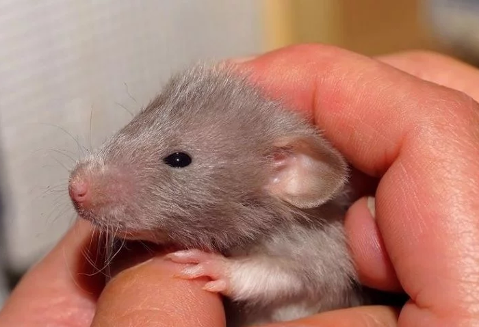 Rata gorda queda atrapada en alcantarilla