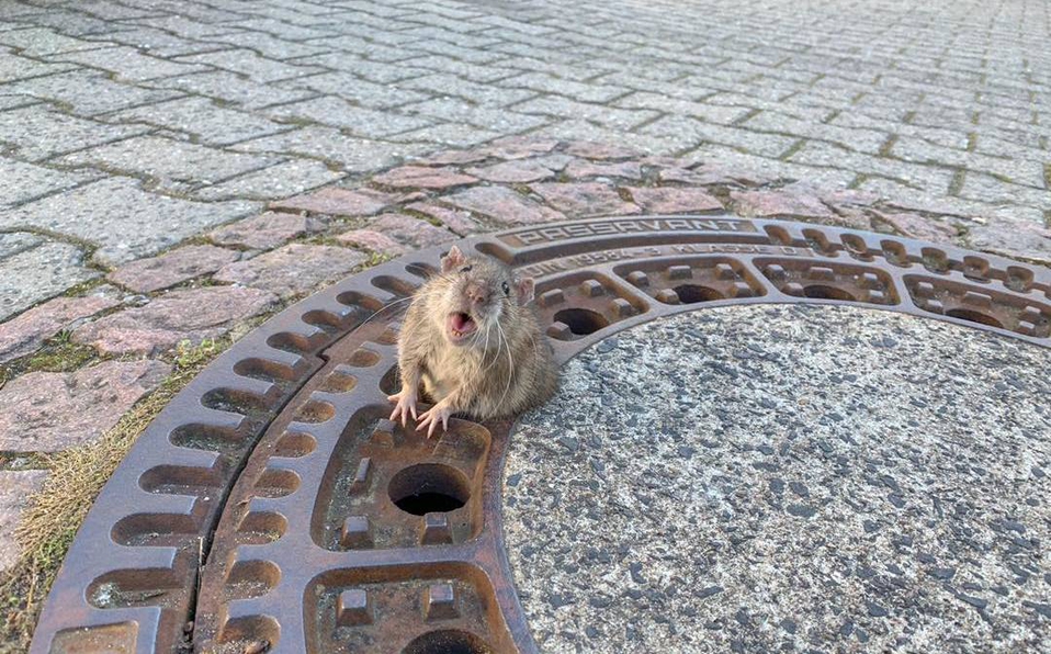 Rata gorda queda atrapada en alcantarilla