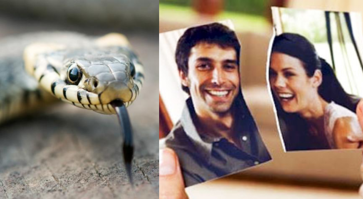 Zoológico deja nombrar serpientes como a tus exnovios