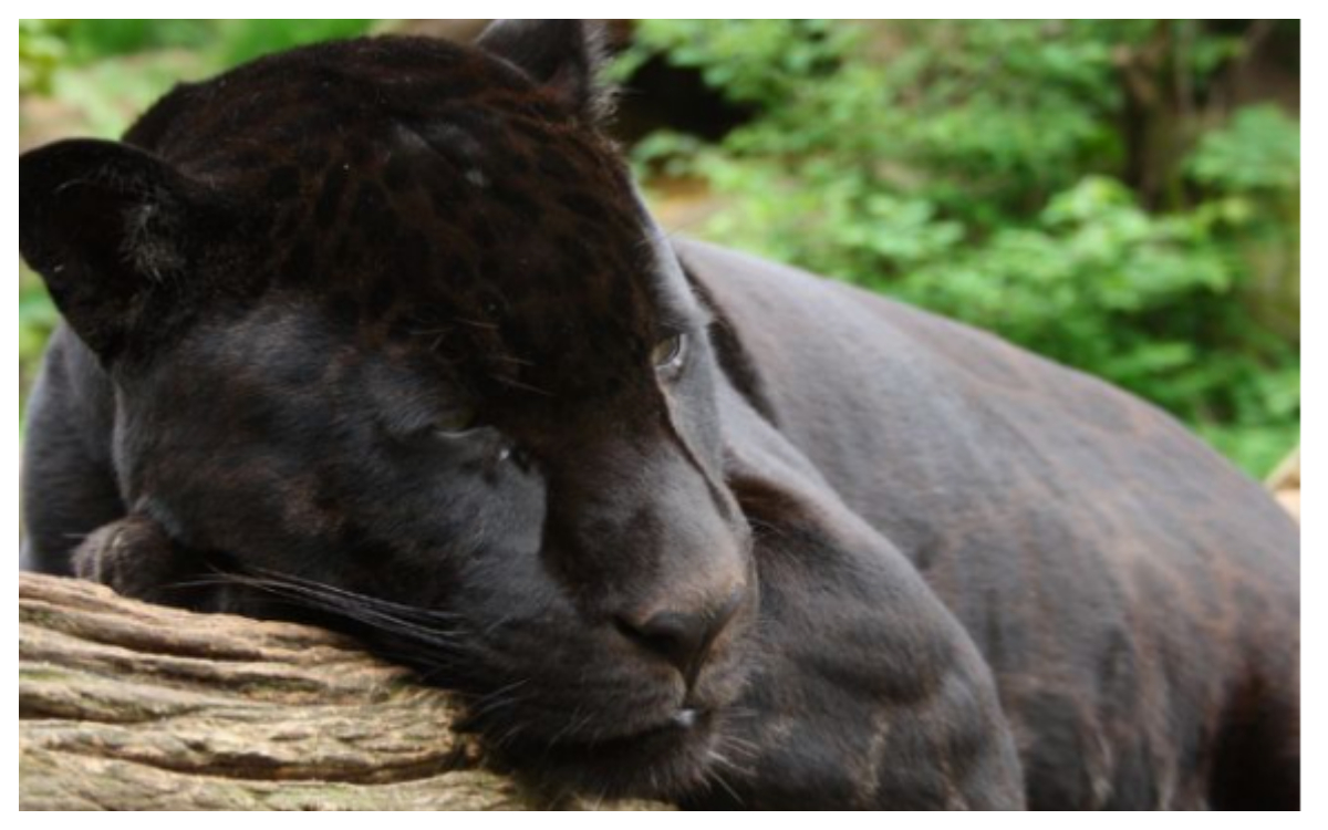 Zoológico no sacrificará al jaguar que lastimó a mujer por querer tener una selfie