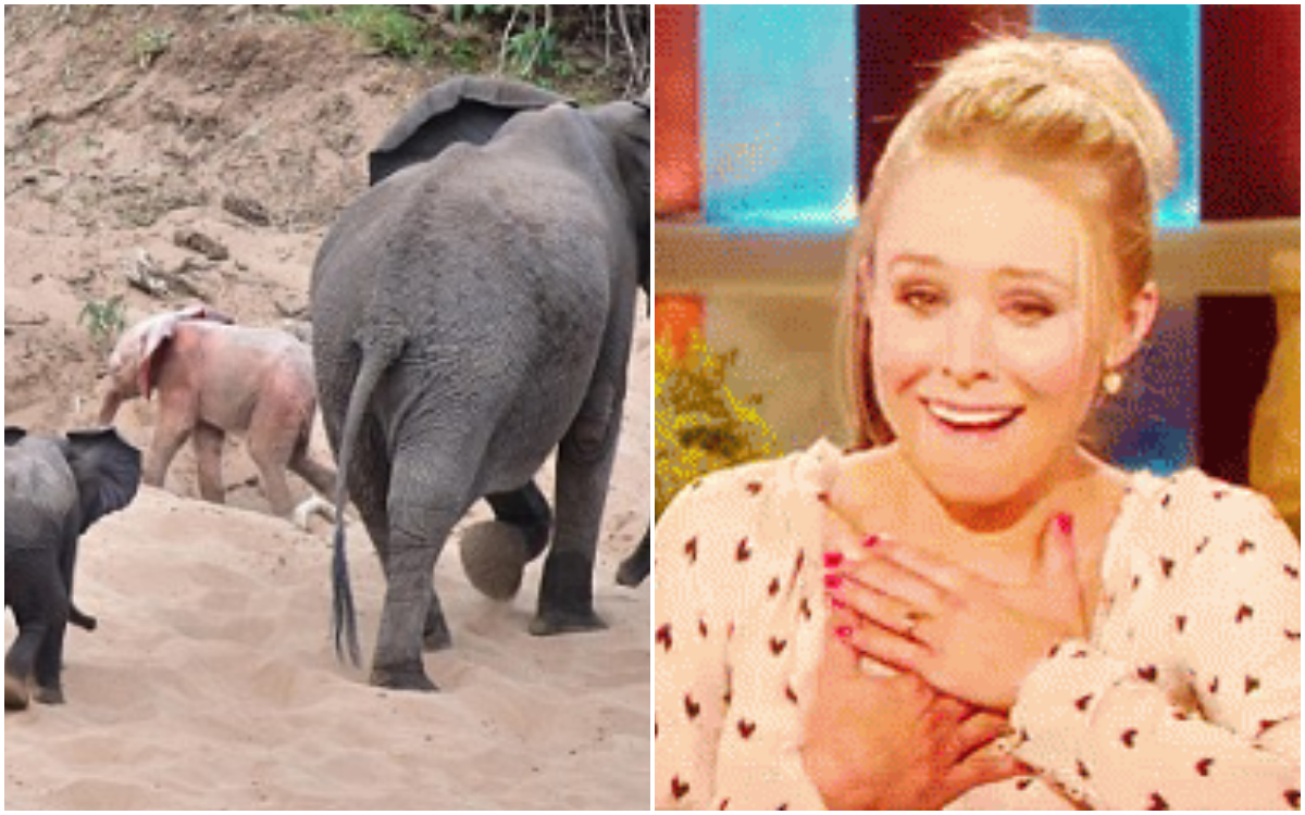 Elefante rosa bebé fue grabado en Sudáfrica