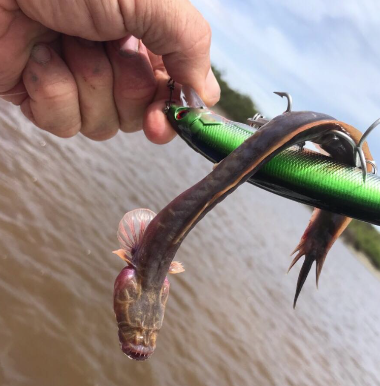 Encuentran extraña criatura marina parecida a un alien