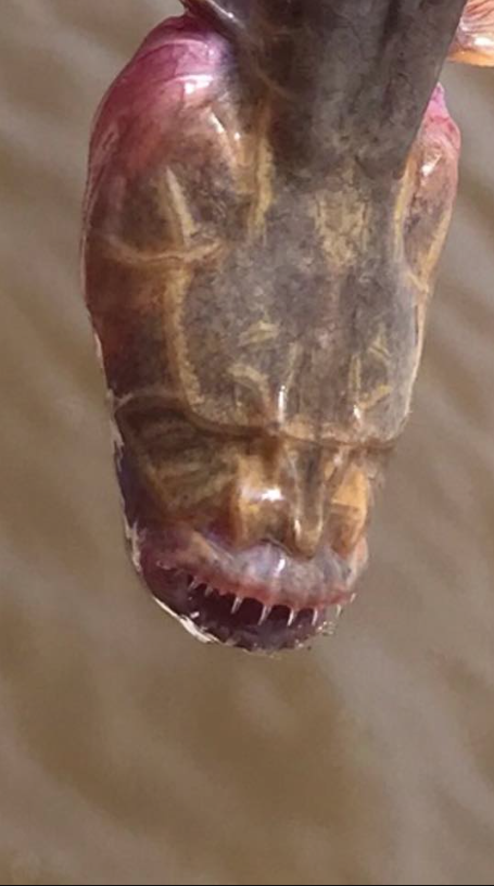 Encuentran extraña criatura marina parecida a un alien