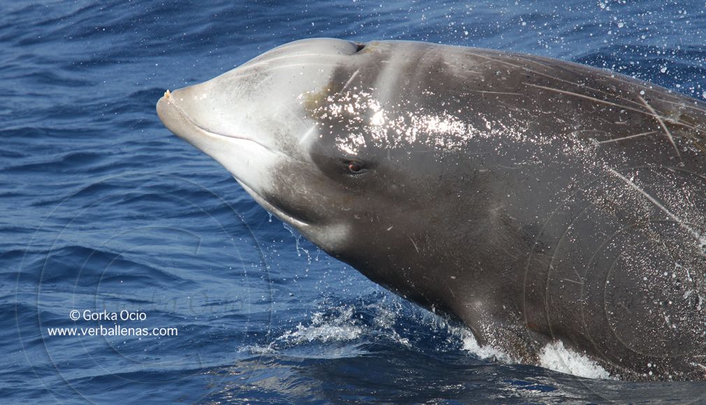 Encuentran ballena con 40 kilos de plástico en el estómago