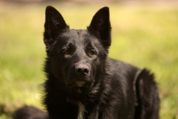 Niños piden permiso a dueños de perro para jugar