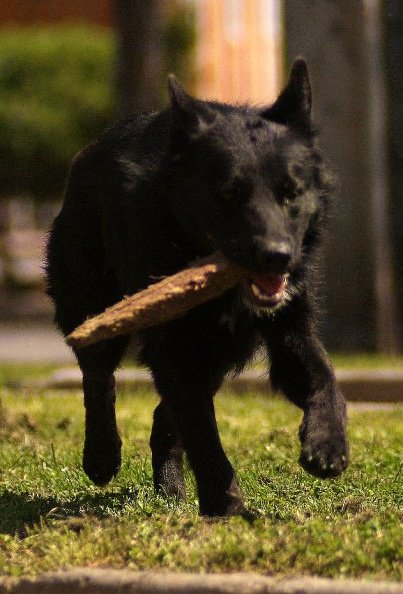 Niños piden permiso a dueños de perro para jugar