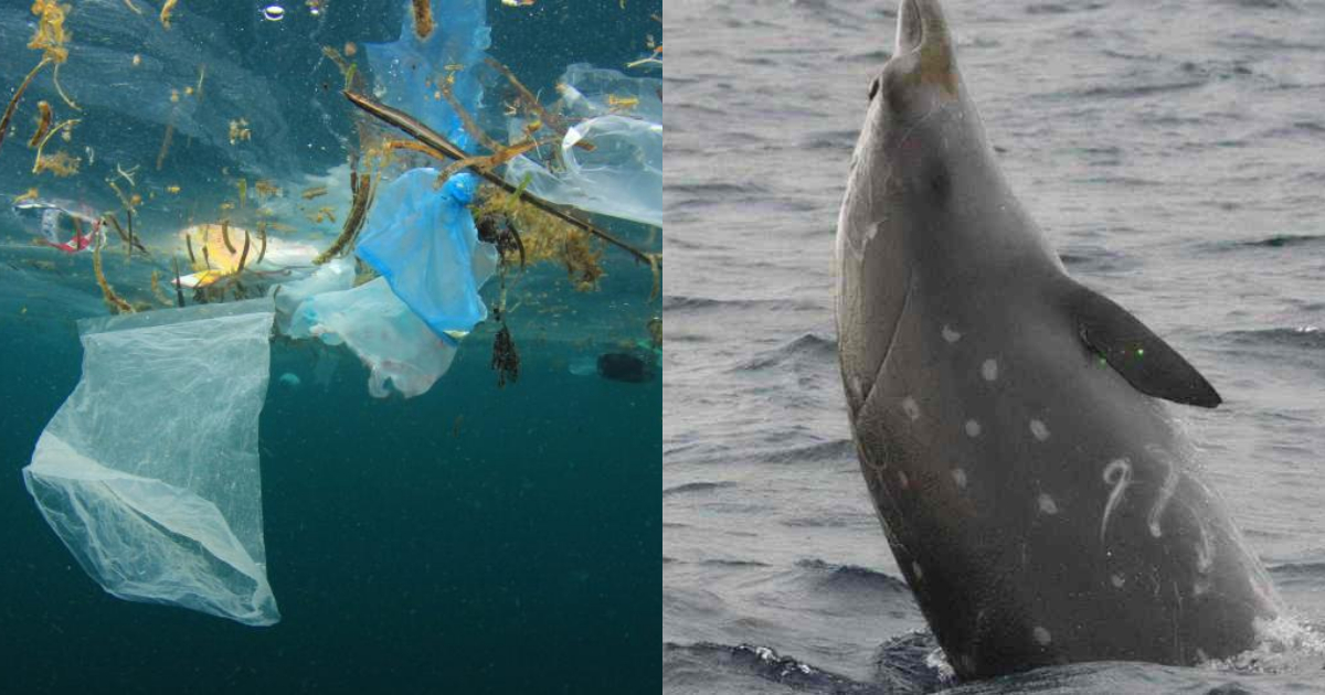 Ballena Muere Con 40 Kilos De Plástico En El Estómago, Ballena Muere, 40 Kilos Plástico, Estómago, Ballena Muerta, Filipinas