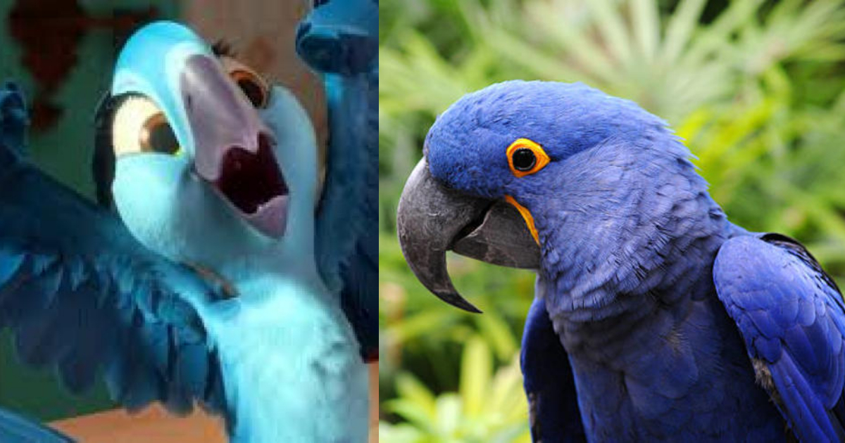 Nació un guacamayo azul, especie que se creía extinta