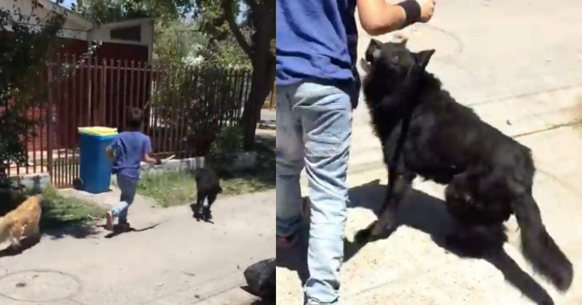 Niños piden permiso a dueños de perro para jugar